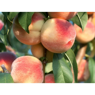 Brzoskwinia karłowa Prunus persica 'Fantasia'